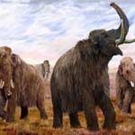 Mammoths of the Ice Age