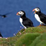 Puffins