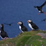 Puffins on Fair Isle