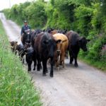 Meeting cattle on the Southern Upland Way