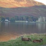 Deer-in-Lochranza-3