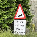 Otters-crossing-on-Mull