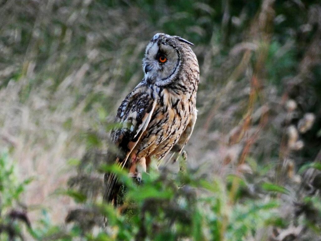 Eigg wildlife